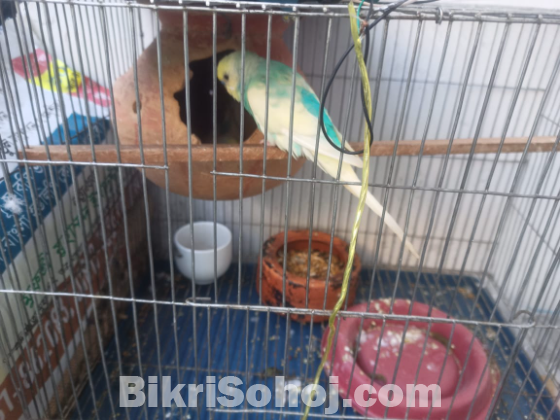 বাজিগার পাখি